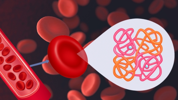 Image20260219-thalassemia2